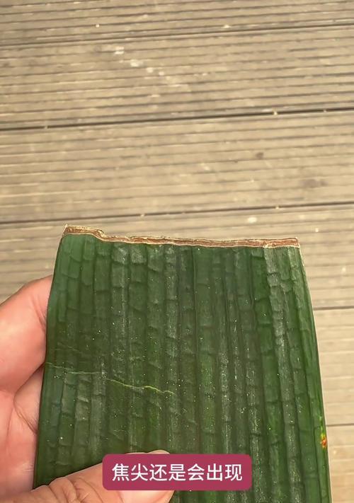 君子兰叶尖枯焦的解决方法是什么？
