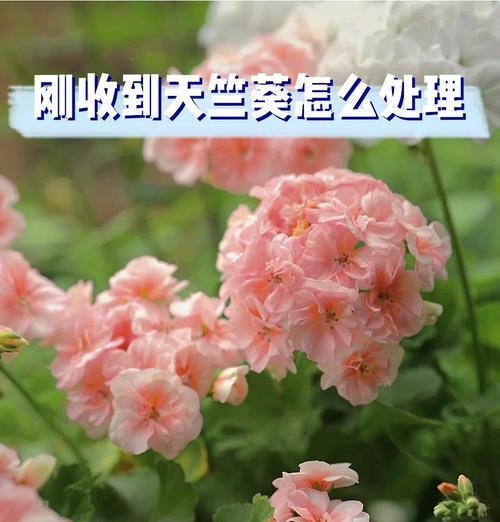 新购天竺葵如何养护？收到后应采取哪些措施？