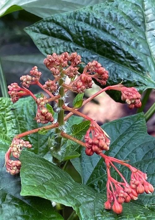 大青属观赏植物的种类有哪些？