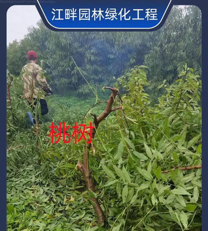 桃树苗冬季叶子发黄怎么办？原因是什么？