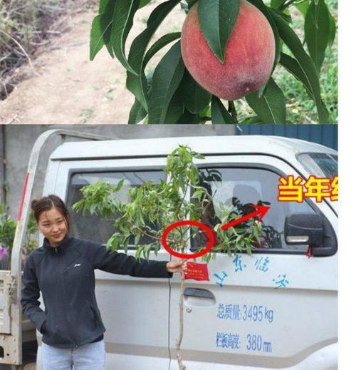 桃树苗冬季叶子发黄怎么办？原因是什么？