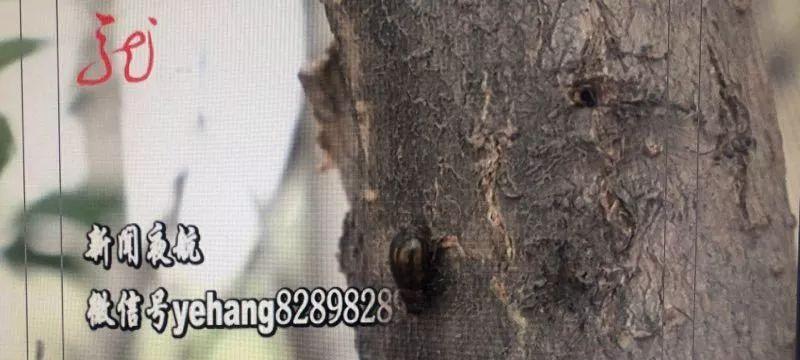 朱顶红炭疽病的症状是什么？如何进行防治？