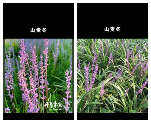 麦冬叶子发黄的原因是什么？