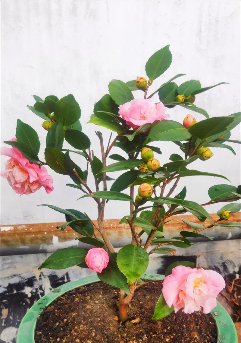 盆景菊花月季怎么养？有哪些注意事项？