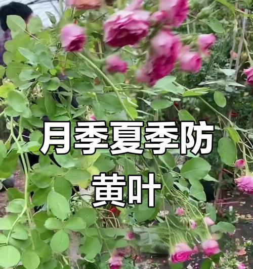 月秀花叶子发黄掉落的解决方法是什么？