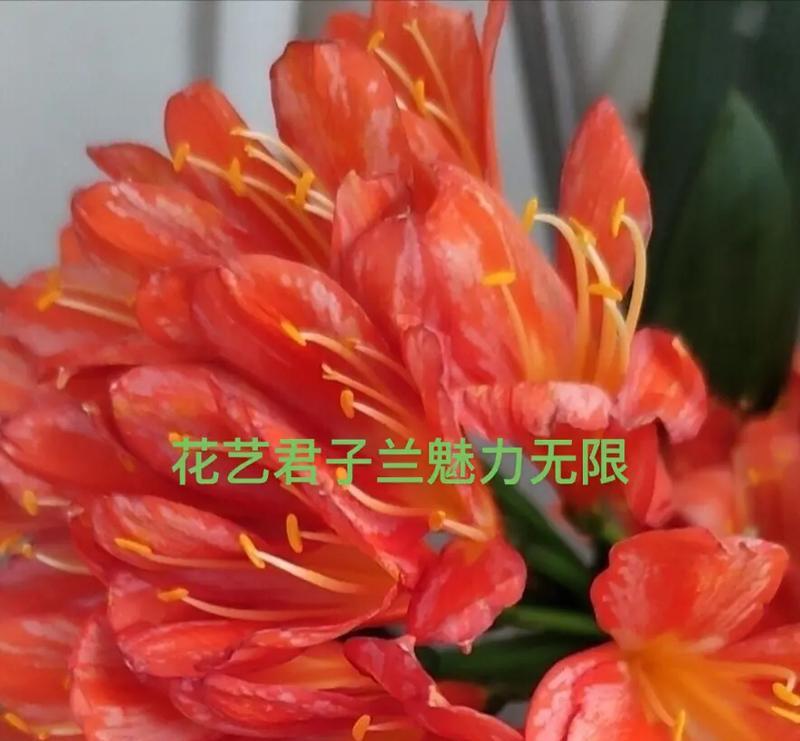 双苗君子兰的正确栽种方法是什么？
