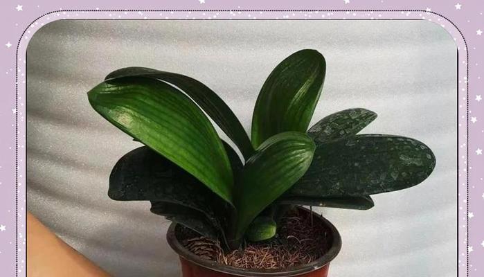 双苗君子兰的正确栽种方法是什么？