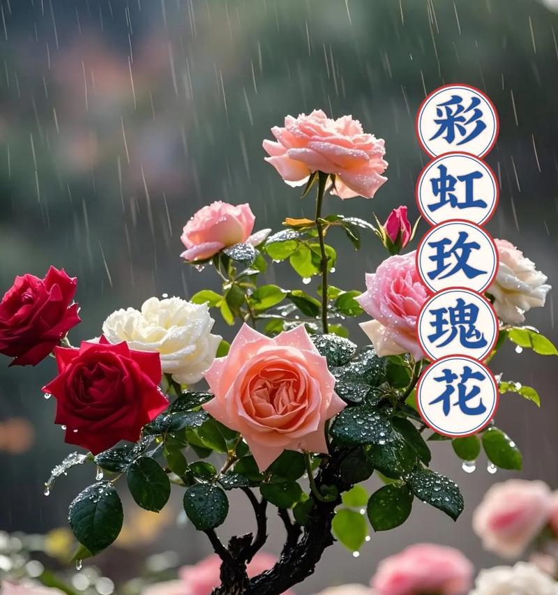 迷你老庄月季的正确养护方法是什么？