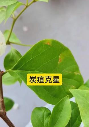 怎么看三角梅炭疽？如何进行有效防治？