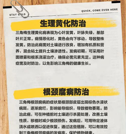 怎么看三角梅炭疽？如何进行有效防治？