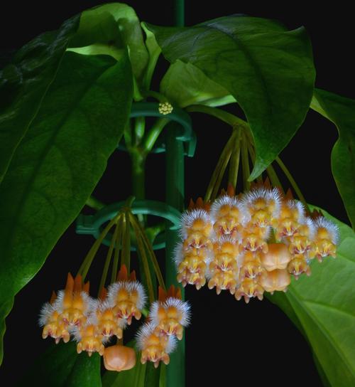 植物叶子发黄不挺拔如何解决？