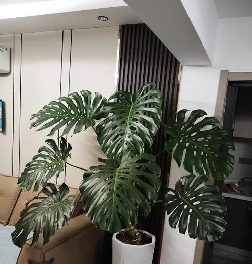 植物叶子发黄不挺拔如何解决？