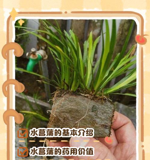 植物叶子发黄不挺拔如何解决？