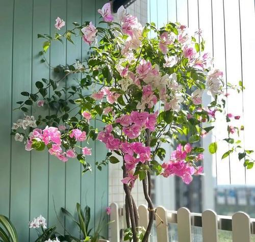 玻璃阳台适合放置什么花？