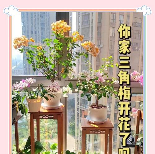 三角梅干枝到货怎么种植？种植三角梅有哪些注意事项？