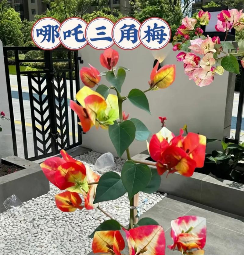 三角梅干枝到货怎么种植？种植三角梅有哪些注意事项？