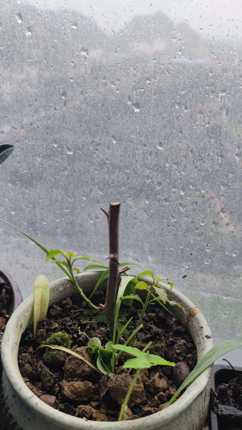 三角梅干枝到货怎么种植？种植三角梅有哪些注意事项？