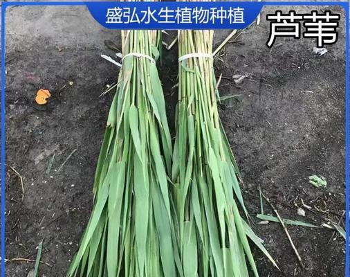临沂有哪些野生水生植物？