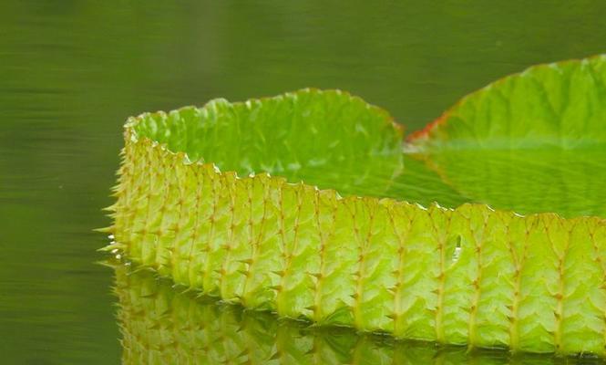 临沂有哪些野生水生植物？