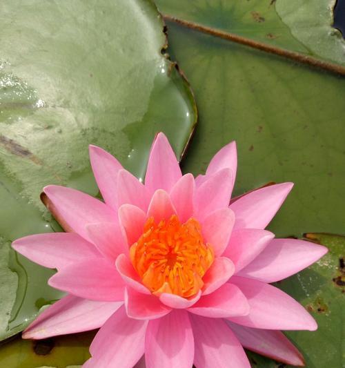 青白江适合种植哪些水生植物？