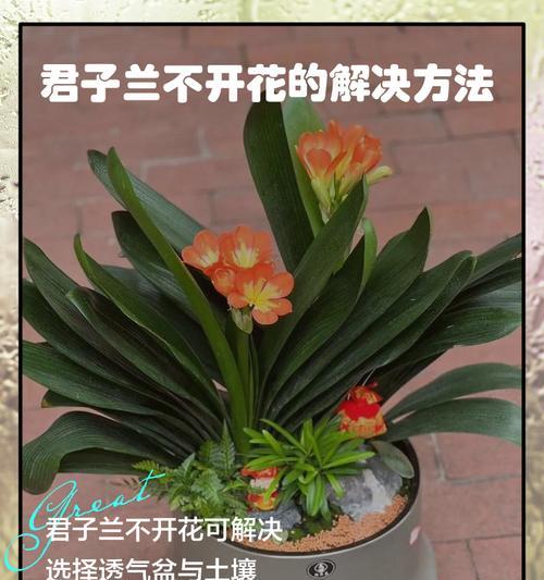 君子兰佛手的正确养护方法是什么？