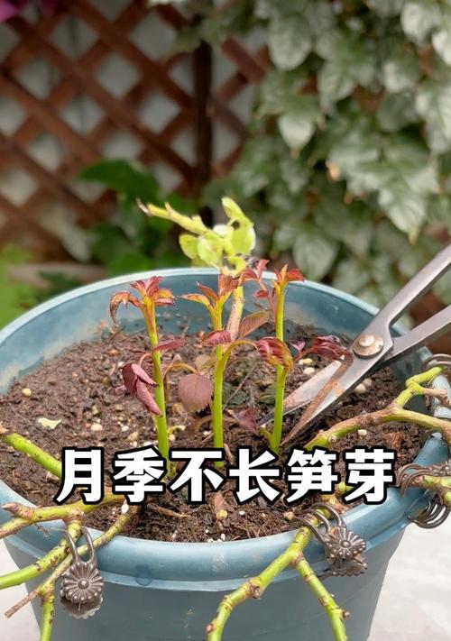 藤本月季如何正确读出笋芽？