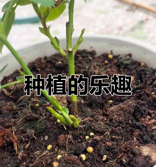 藤本月季如何正确读出笋芽？
