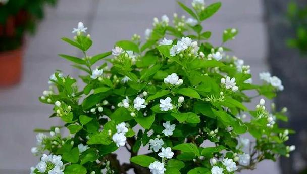 阳台盆栽都可以种什么花？选择花卉的技巧是什么？