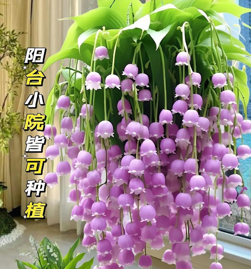 阳台盆栽都可以种什么花？选择花卉的技巧是什么？