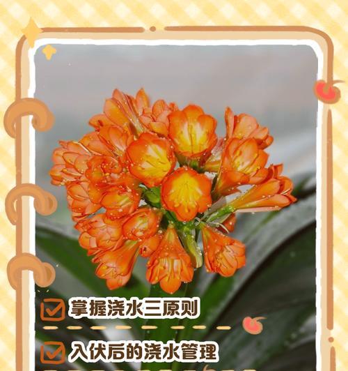 君子兰粘合剂怎么用？君子兰粘合剂的正确使用方法是什么？