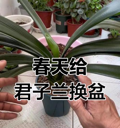 君子兰粘合剂怎么用？君子兰粘合剂的正确使用方法是什么？