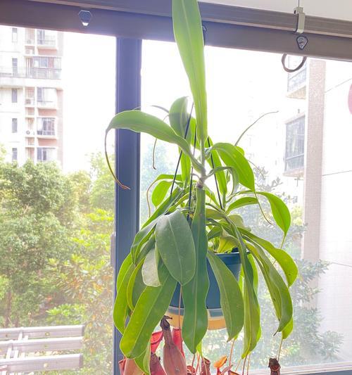 大狗狗笼阳台适合种植哪些花卉？