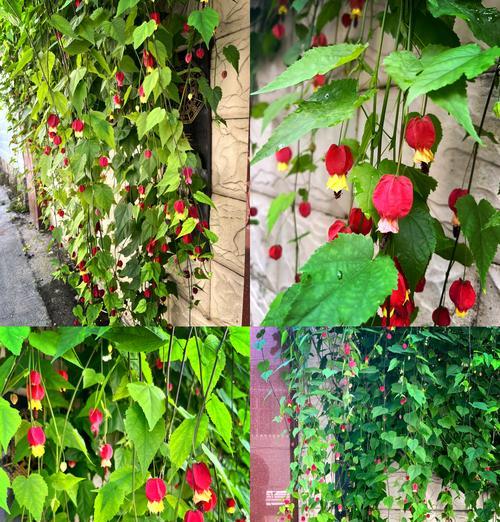 大狗狗笼阳台适合种植哪些花卉？
