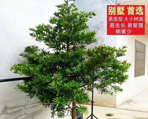 户外盆景树头的正确种植方法是什么？
