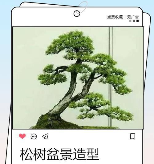 户外盆景树头的正确种植方法是什么？