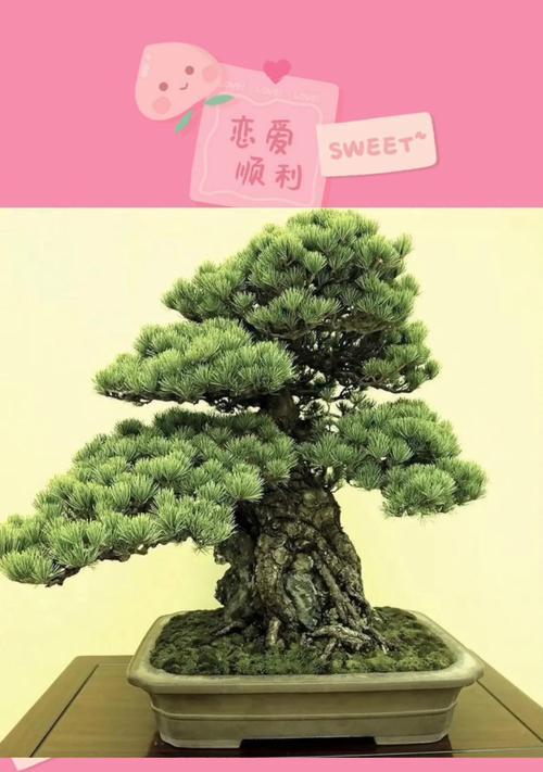 户外盆景树头的正确种植方法是什么？