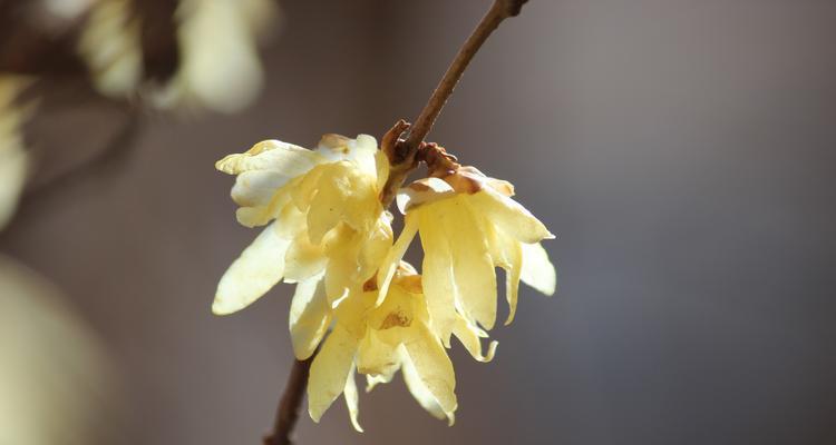 腊梅花瓣肥料自制方法是什么？干花腊梅如何施肥？