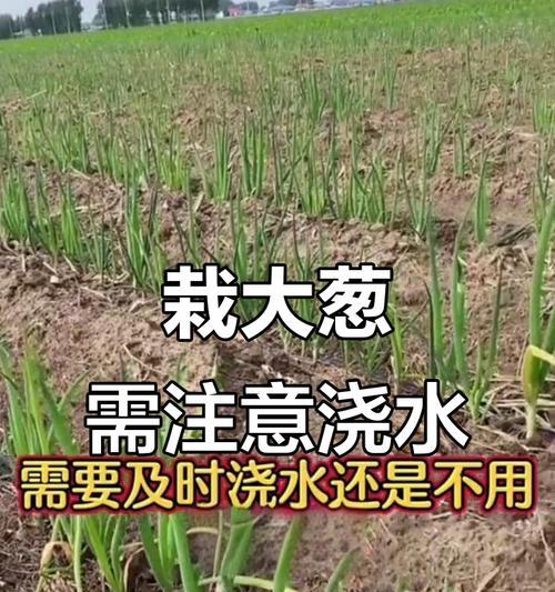 大葱浇水的正确方法和步骤是什么？