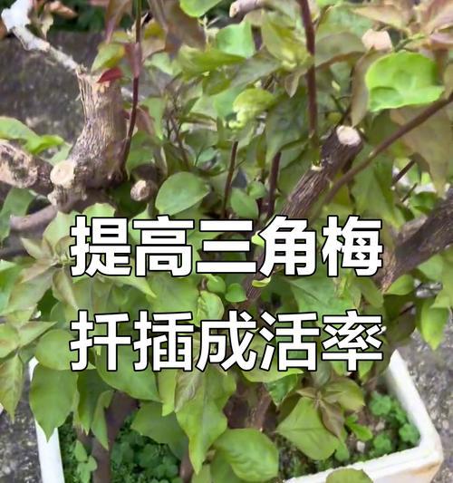 双色三角梅怎么扦插？扦插过程中的注意事项是什么？