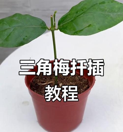 双色三角梅怎么扦插？扦插过程中的注意事项是什么？