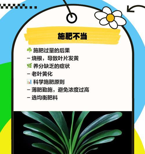 君子兰出现黄边干枯现象该如何处理？