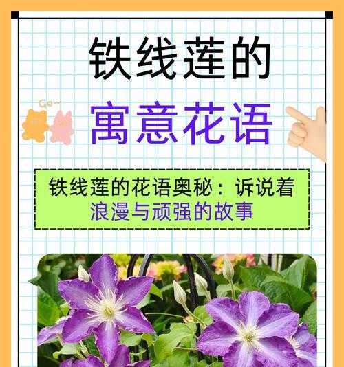 土养铁线莲开花的秘诀是什么？