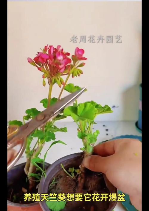 天竺葵套盆后的浇水技巧是什么？