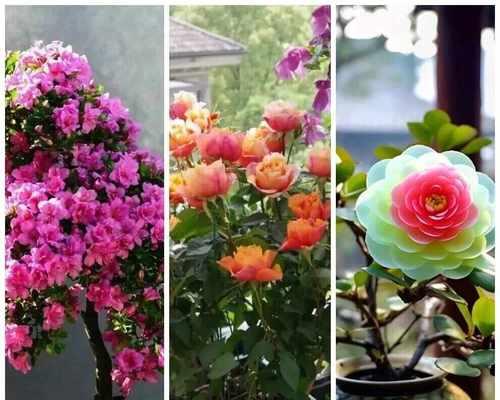 盆花浇水用什么水最适宜？