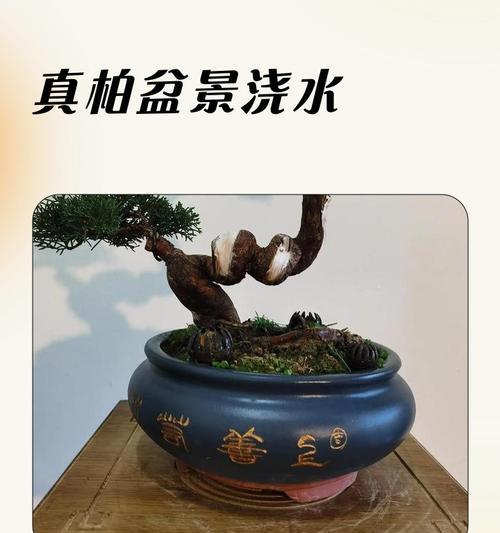 盆花浇水用什么水最适宜？