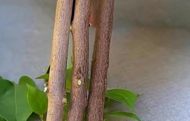 三角梅老叶片摘除的正确方法是什么？