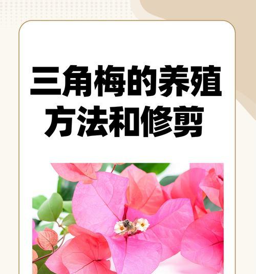 三角梅老叶片摘除的正确方法是什么？