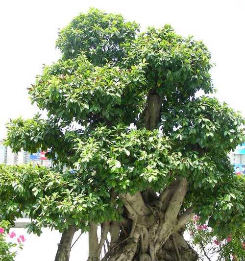 福建地区野生木本花卉种类有哪些？