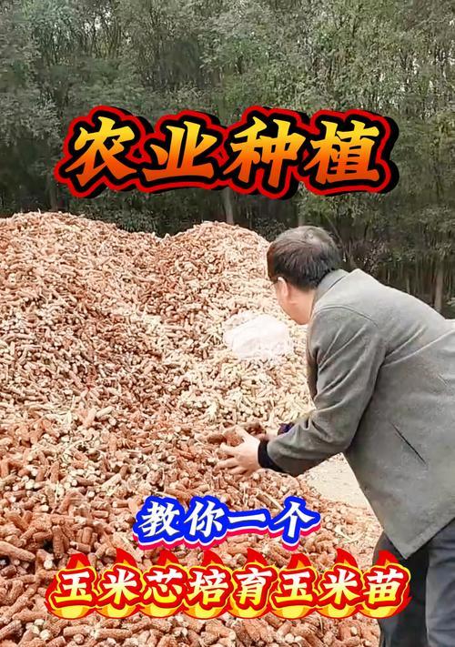 玉米育苗栽培有哪些技术方法？