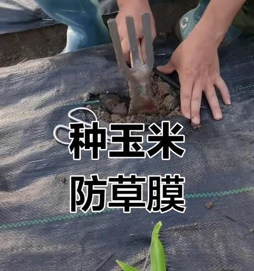 玉米育苗栽培有哪些技术方法？